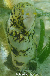 This is a snap of a very young moray who for a couple of ... by James Laker 